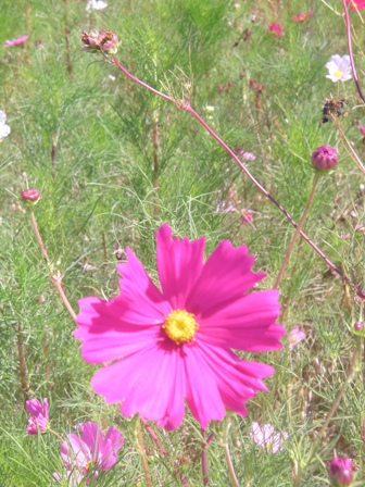 Bloom