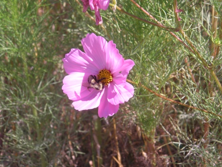 Side Bloom