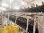 Bio Solids