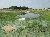 003_Pond_2