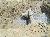 013_30INMLPipe_36